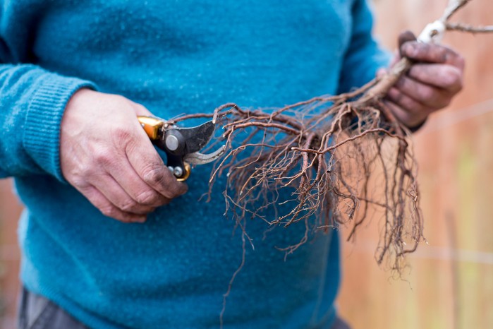 Equipment that One Must Use when Picking Gooseberries