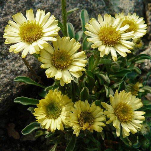 Erigeron Karvinskianus ‘Aureus’