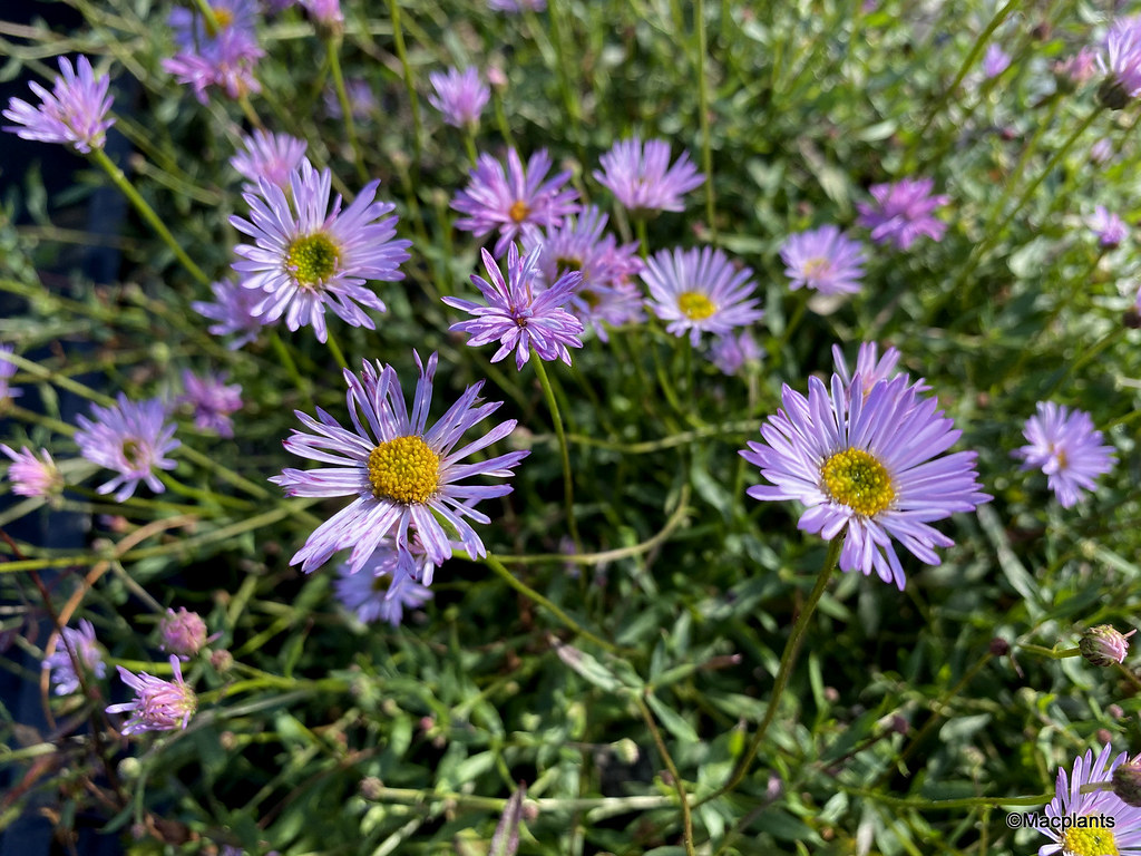 Erigeron Karvinskianus ‘Lavender Lady’