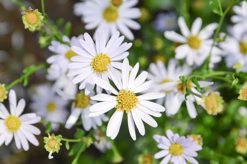 Erigeron Karvinskianus.jpg