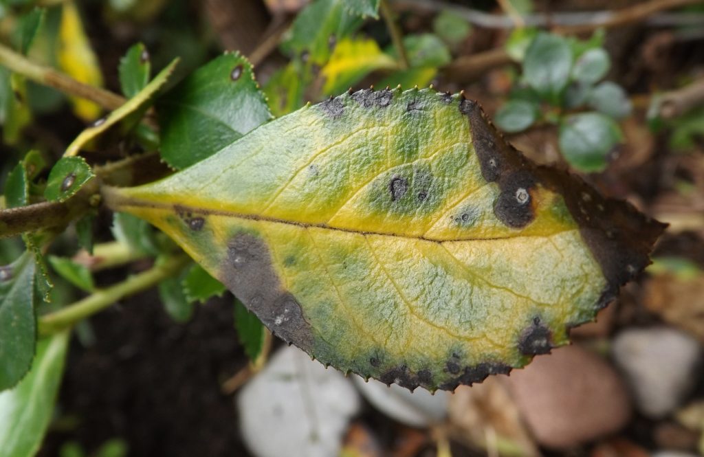 Escallonia Leaf Spot