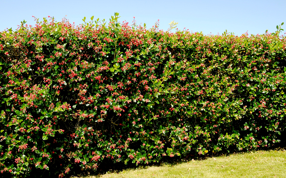 Escallonia Rubra or the Red Claws plant