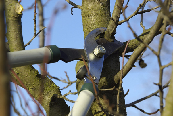 Essential Tips to Keep in Mind Before Pruning Pear Trees