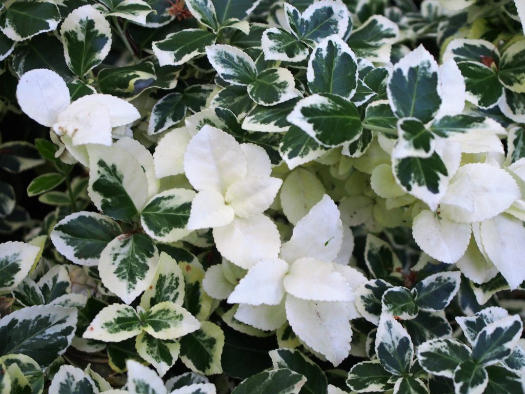 Euonymus Silver Queen