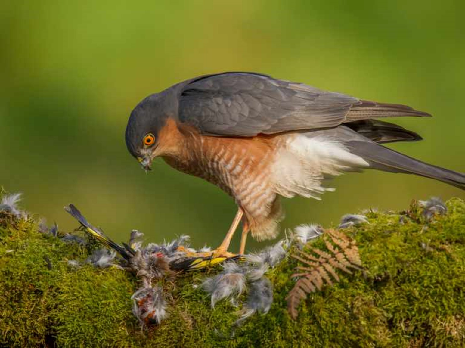 Eurasian Sparrowhawk