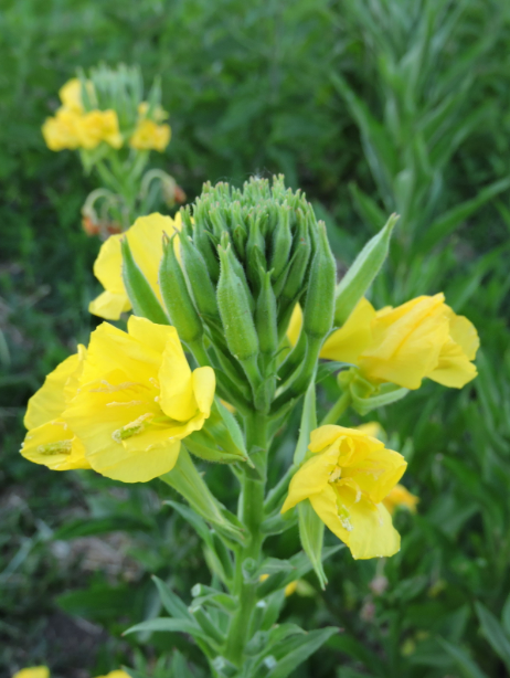 Evening Primrose.