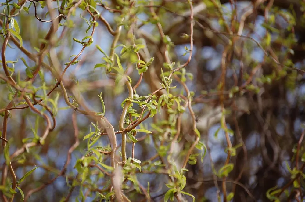 Everything You Must Know About Curly Willows