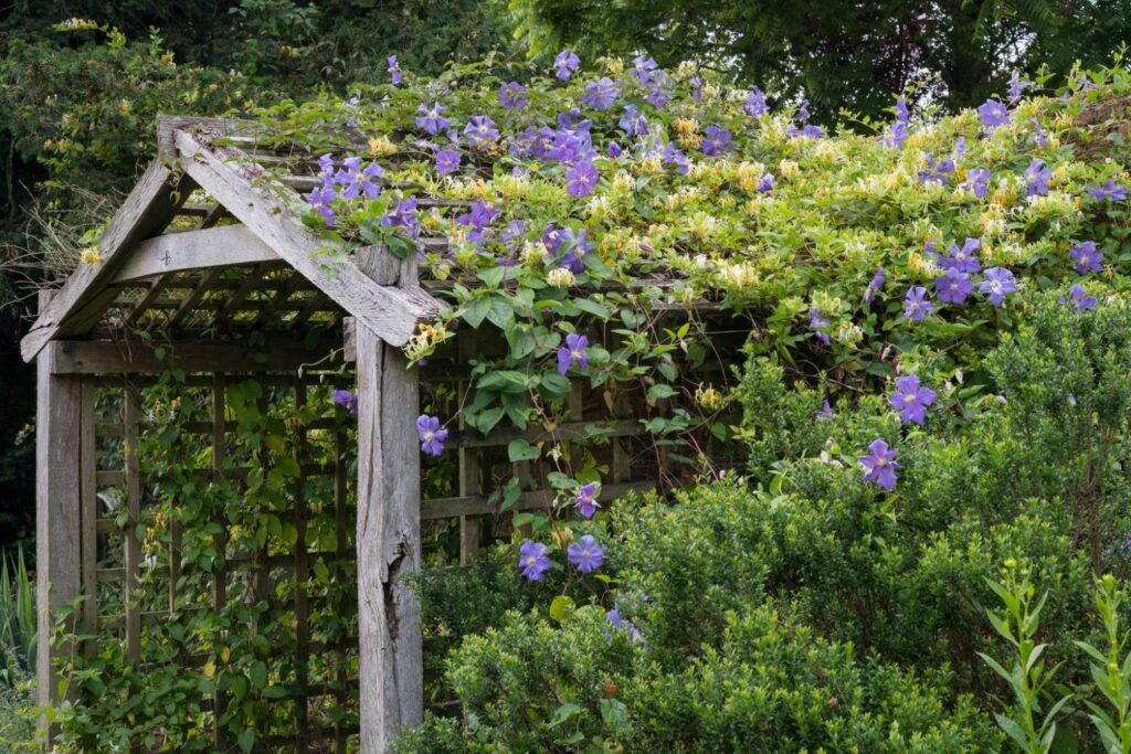 The Top 18 Evergreen Climbers for Any Garden