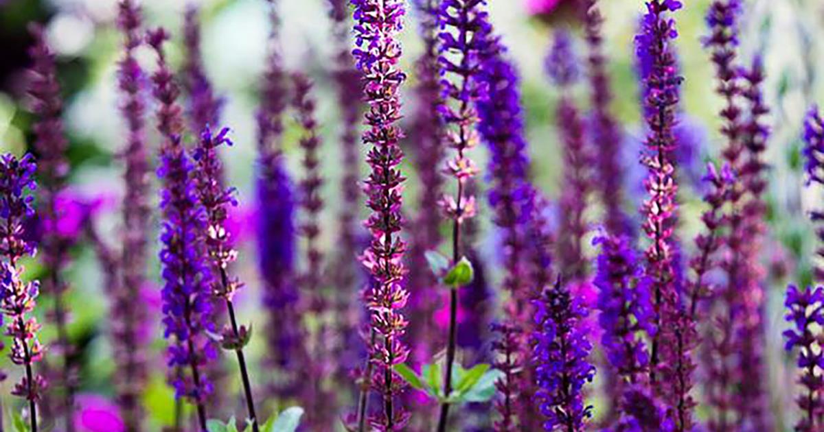 Expert Tips for Healthy Salvias