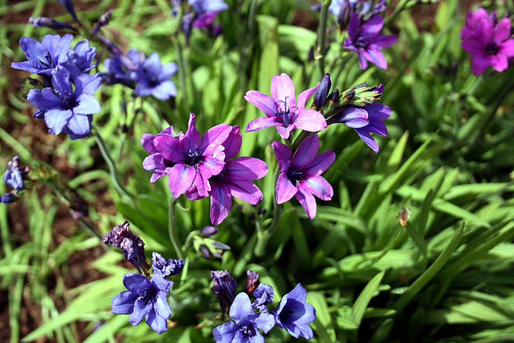 F. stricta