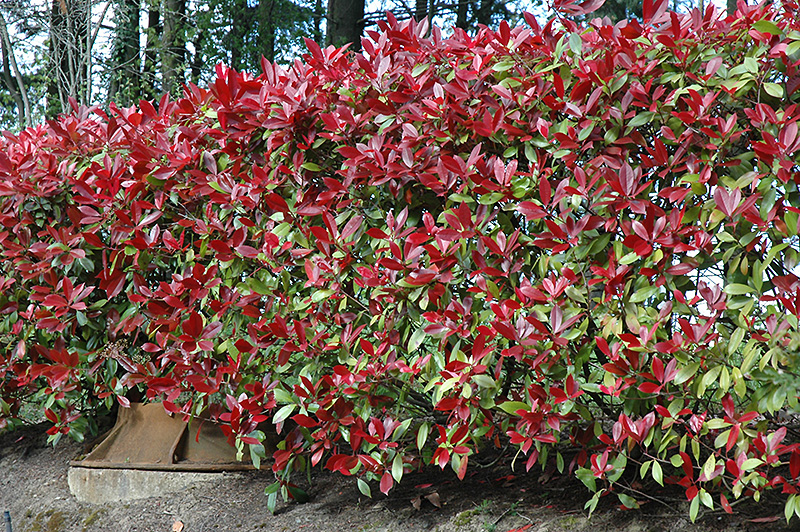 Essential Nutrients Needed for Photinia Red Robin
