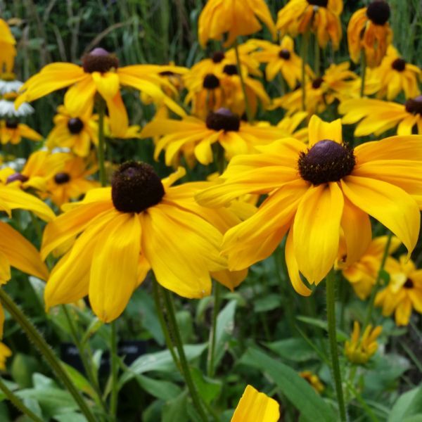 Factors Affecting Growth of Rudbeckia 'Black Eyed Susan