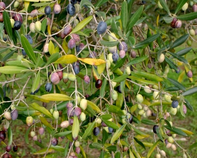 Factors to Consider when Selecting an Olive Tree