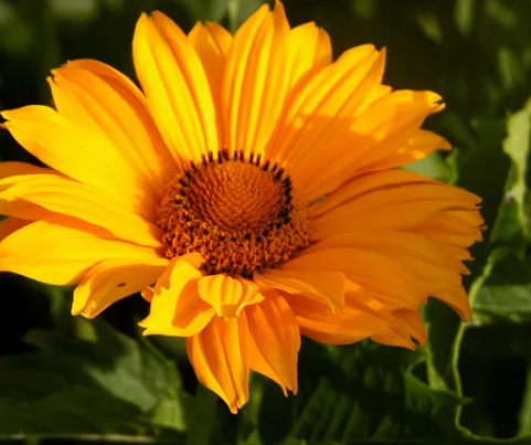 False Sunflower