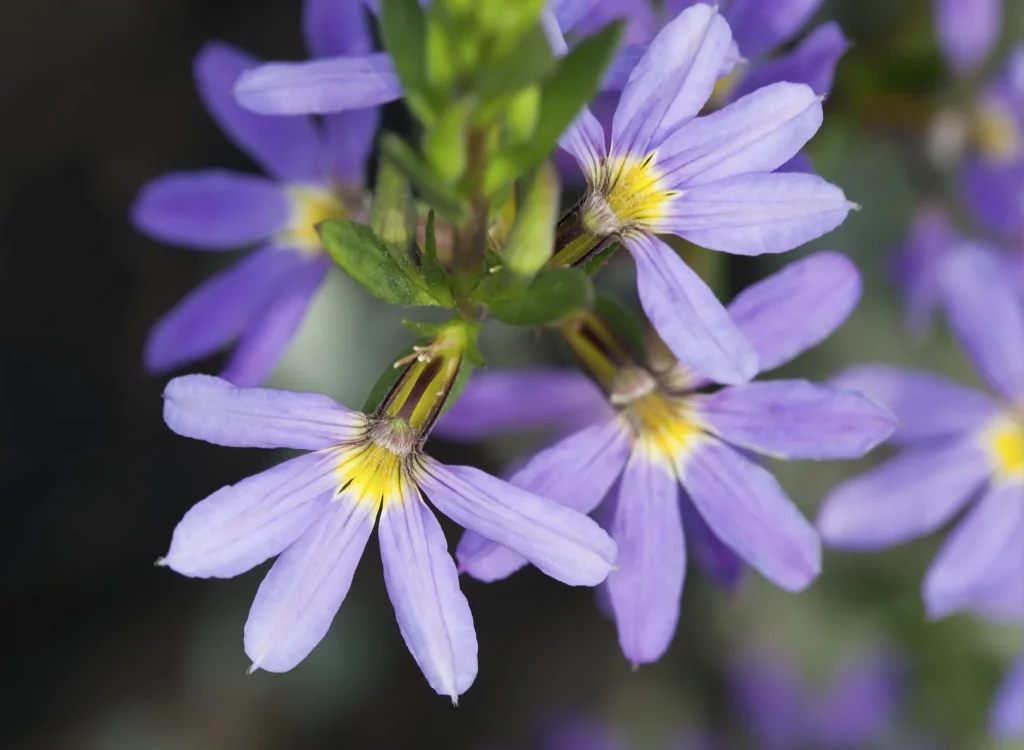 Fan Flower