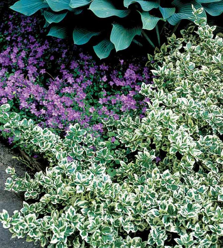 22 Low-Maintenance Shrubs Perfect for Your Garden