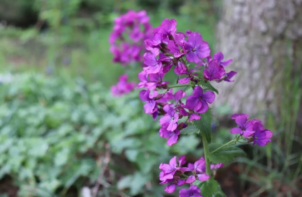 Features of Honesty Plant