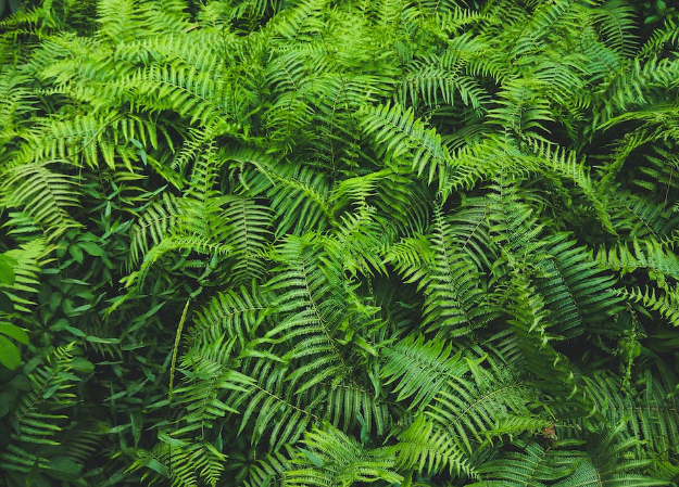 Ferns