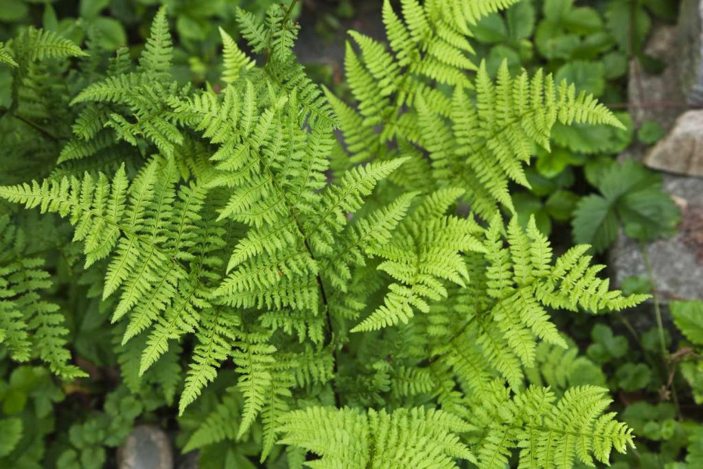 Ferns