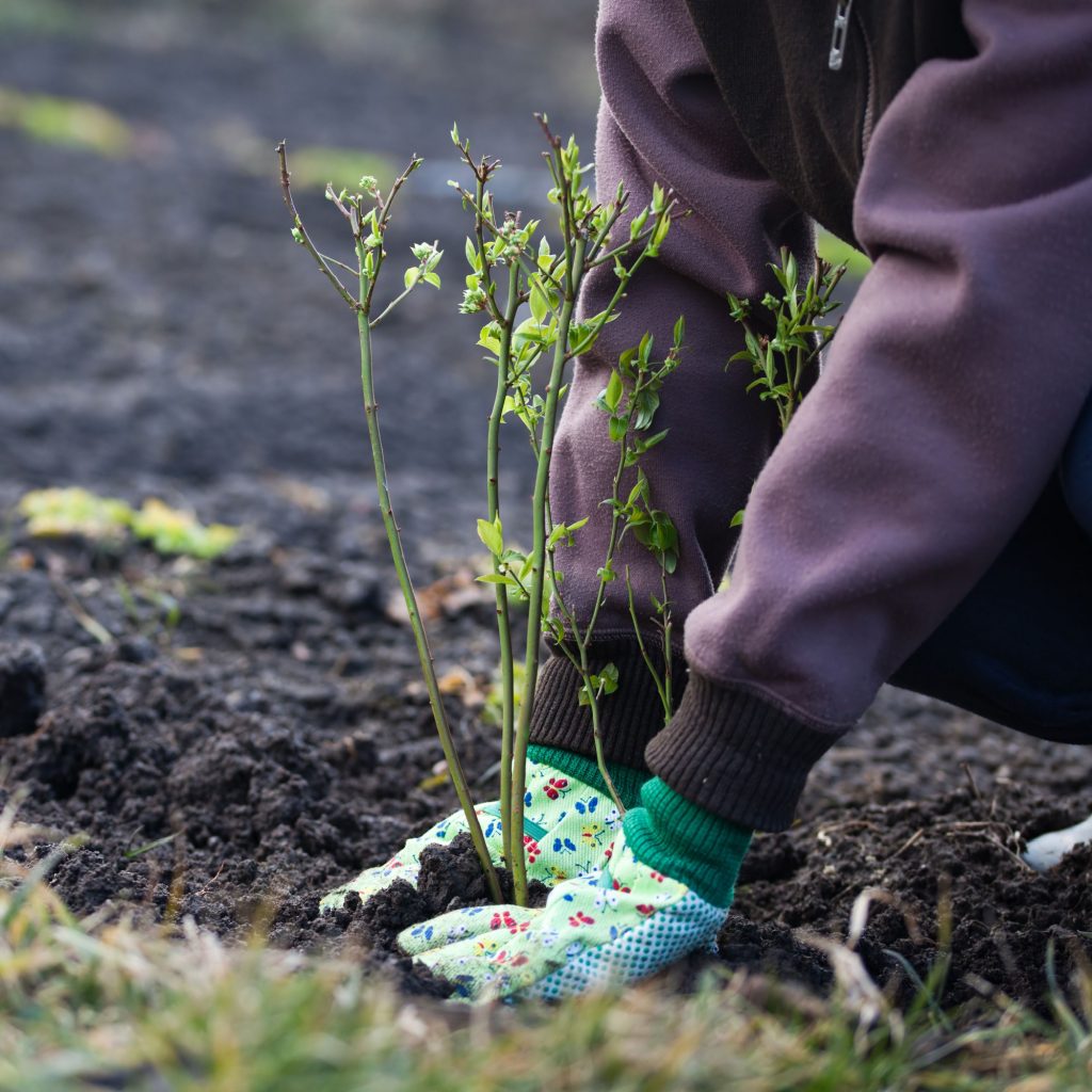 Fertilising Weigela Shrubs 