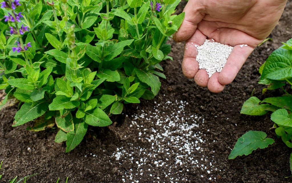 Fertilising Your Hydrangeas