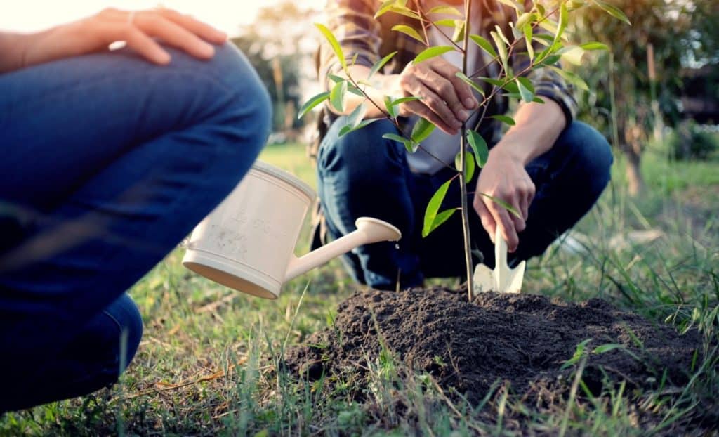 Fertilizing The Apple Tree