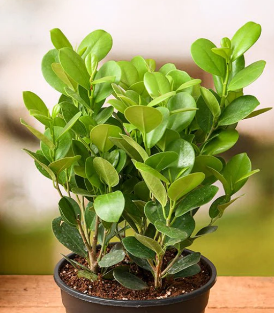 Ficus (Ficus Macrocarpa)