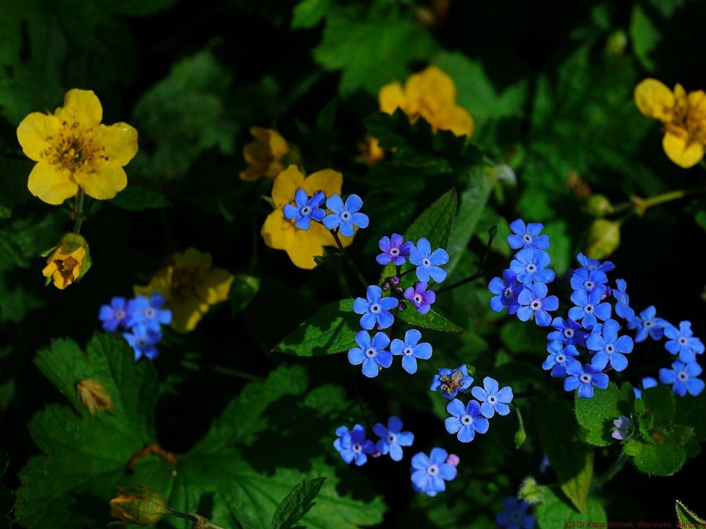 Field Forget-Me-Not