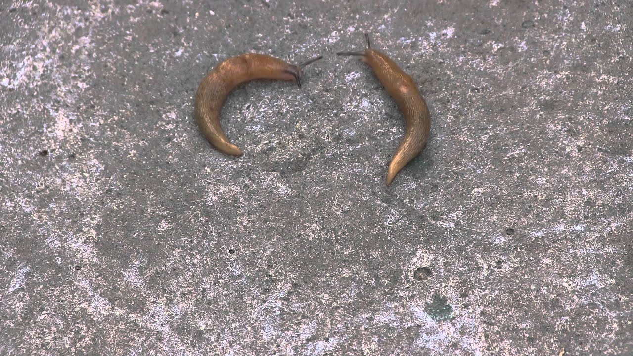 Fighting Slugs Using 8 Most Effective Natural Ways!!!