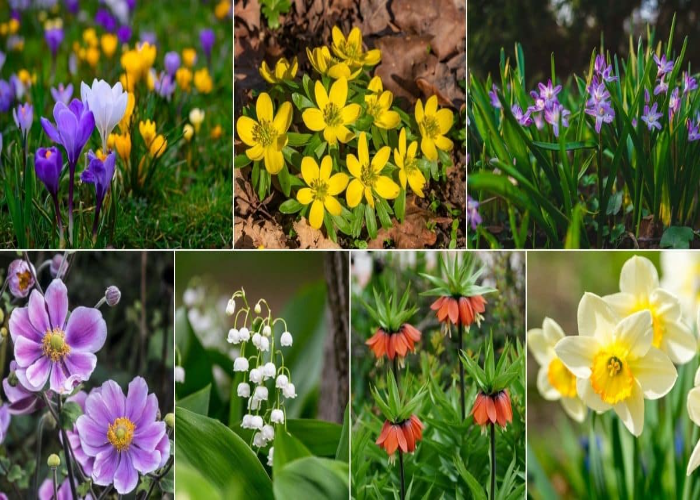 Final Tips for a Successful Bulb Planting Season