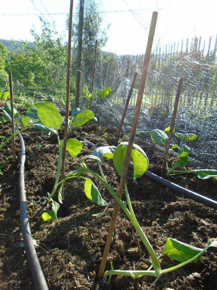 Finding The Right Spot For Green Beans