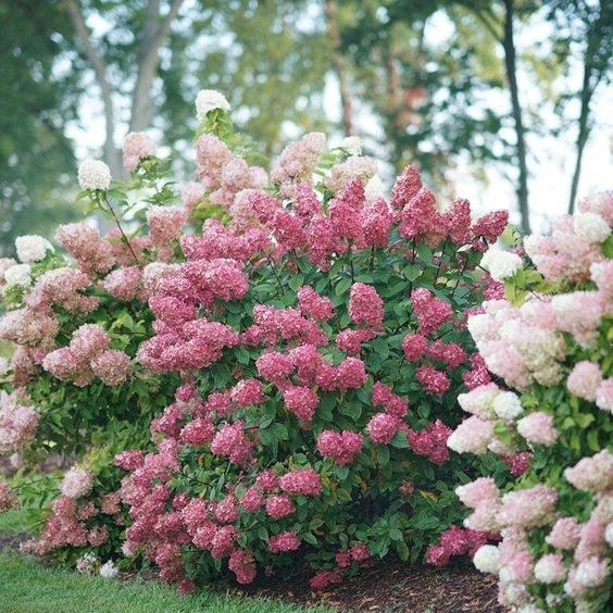 Fire Light Hydrangea