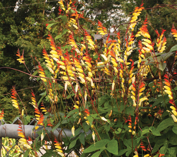 Firecracker Vine