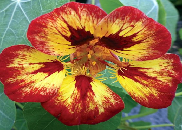 Flame Nasturtium