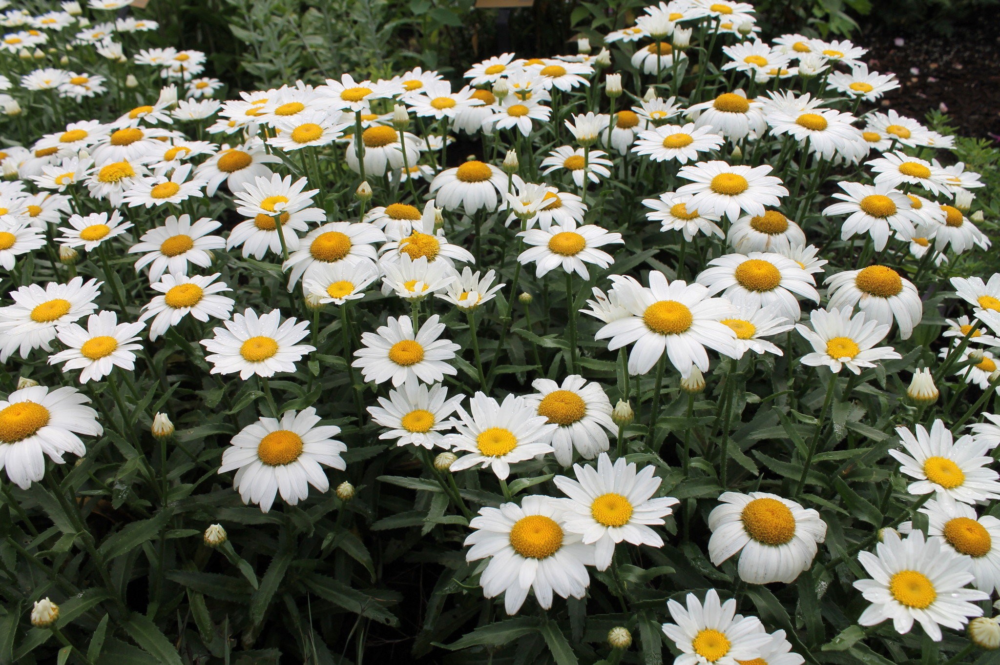 12 Small White-Flowering Plants for a Stunning Garden