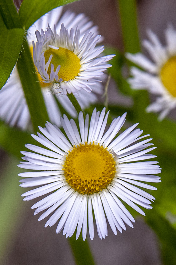 Fleabane