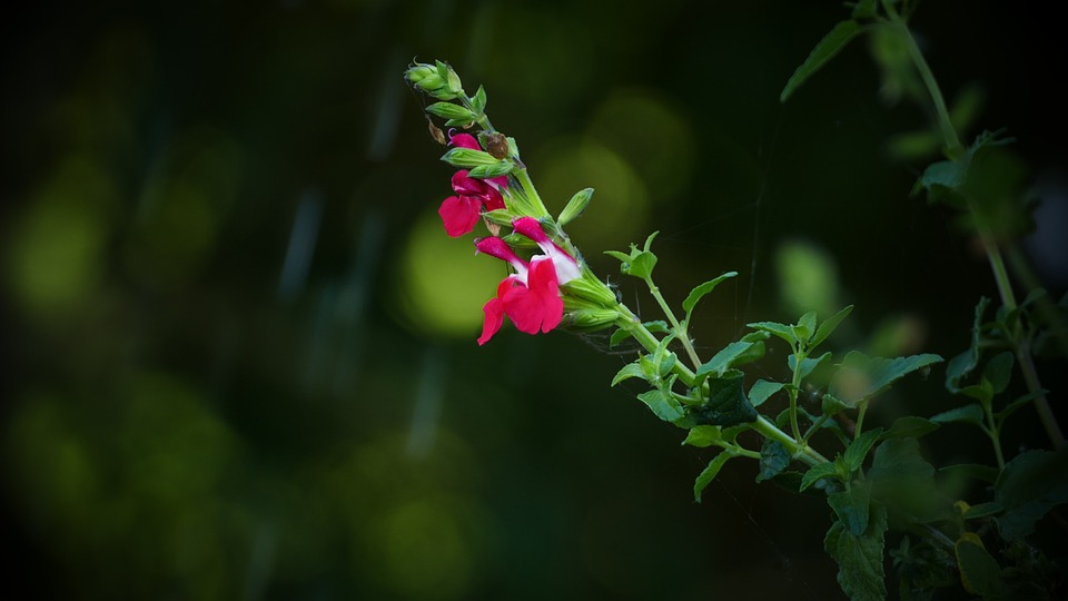 Floppy Salvia Plants