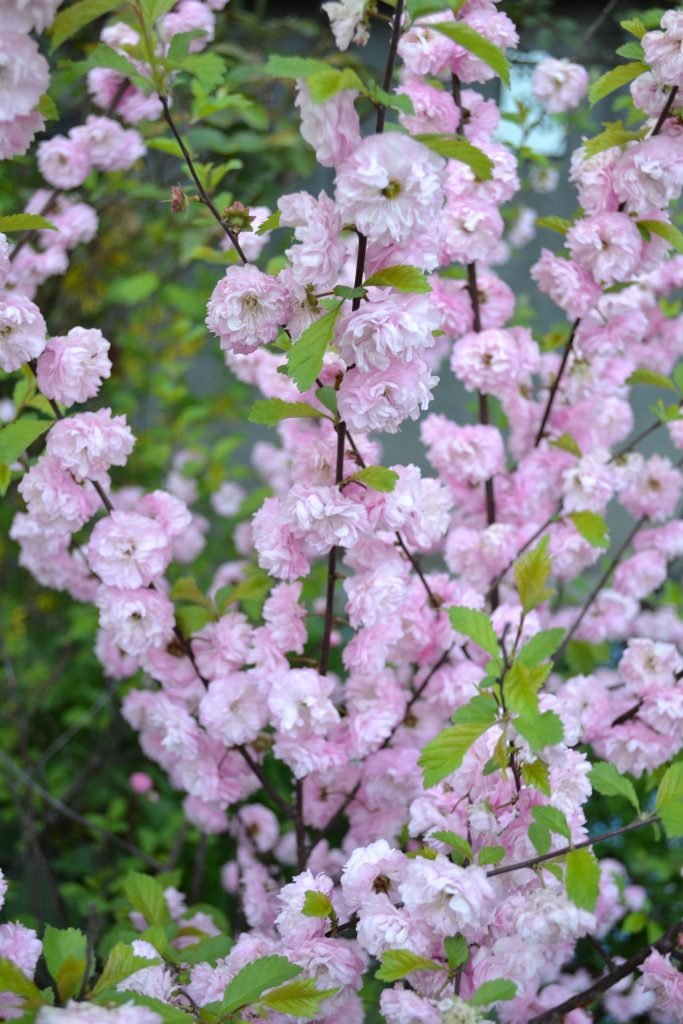 Flowering