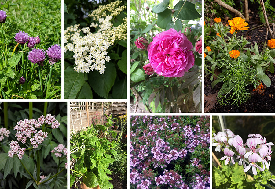 Top 22 Colorful Flowering Herbs to Brighten Up Your Garden