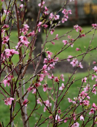 Flowering Plum Tree