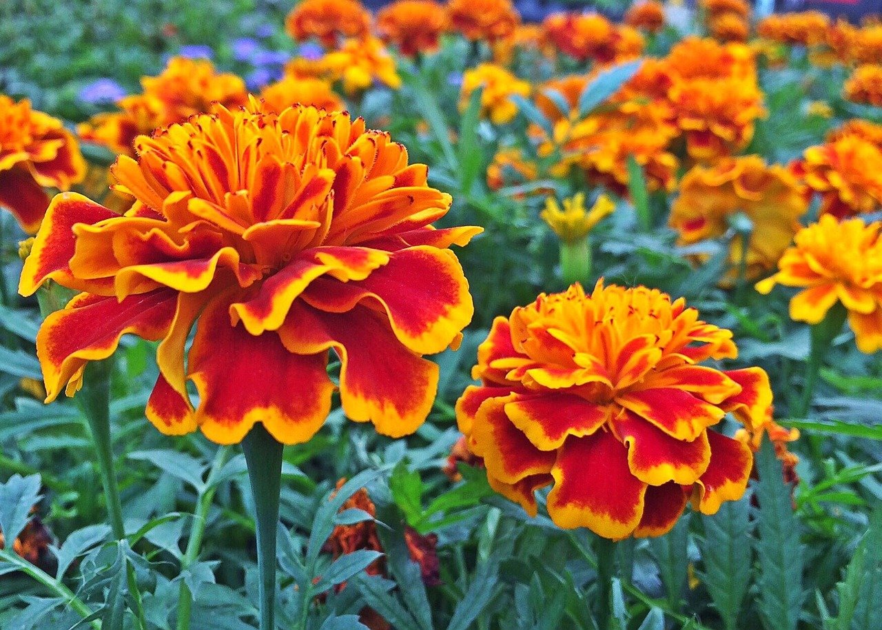 20 Companion Flowers to Plant with Your Vegetable Garden