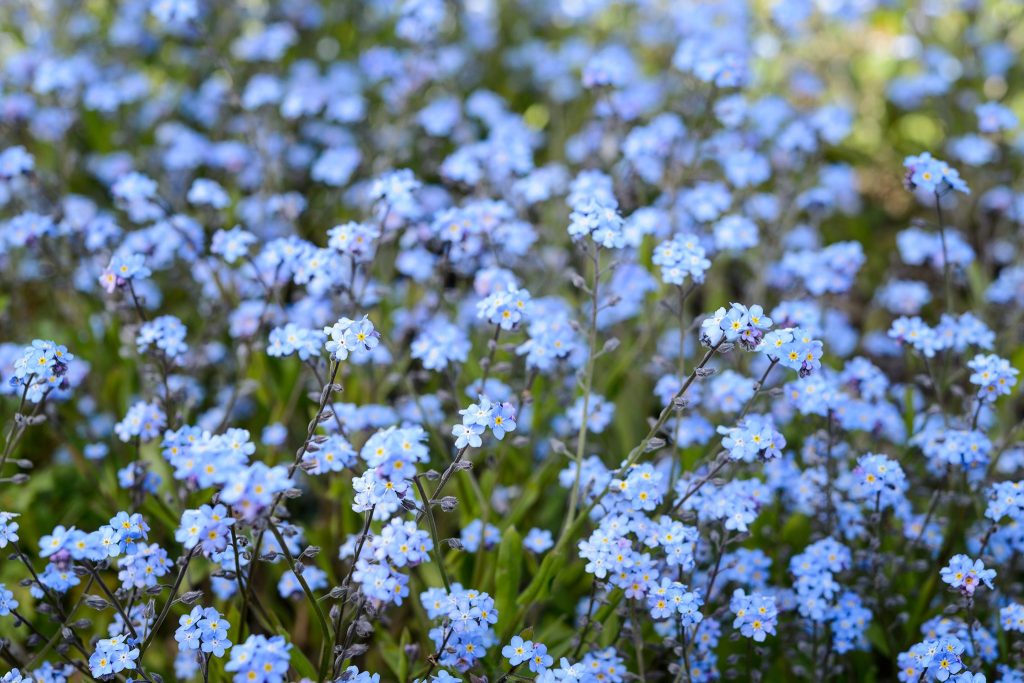 Forget-Me-Nots