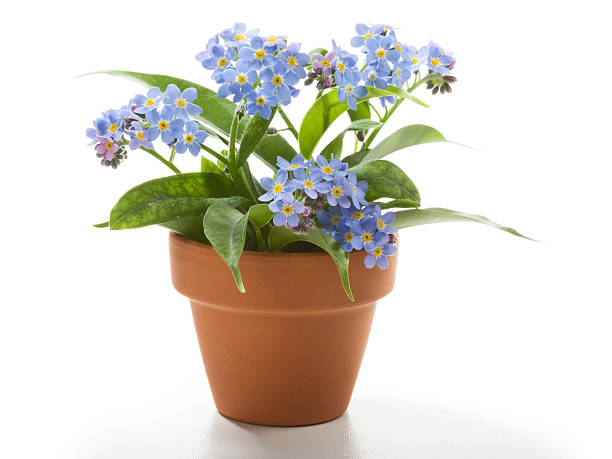 Forget-Me-Not