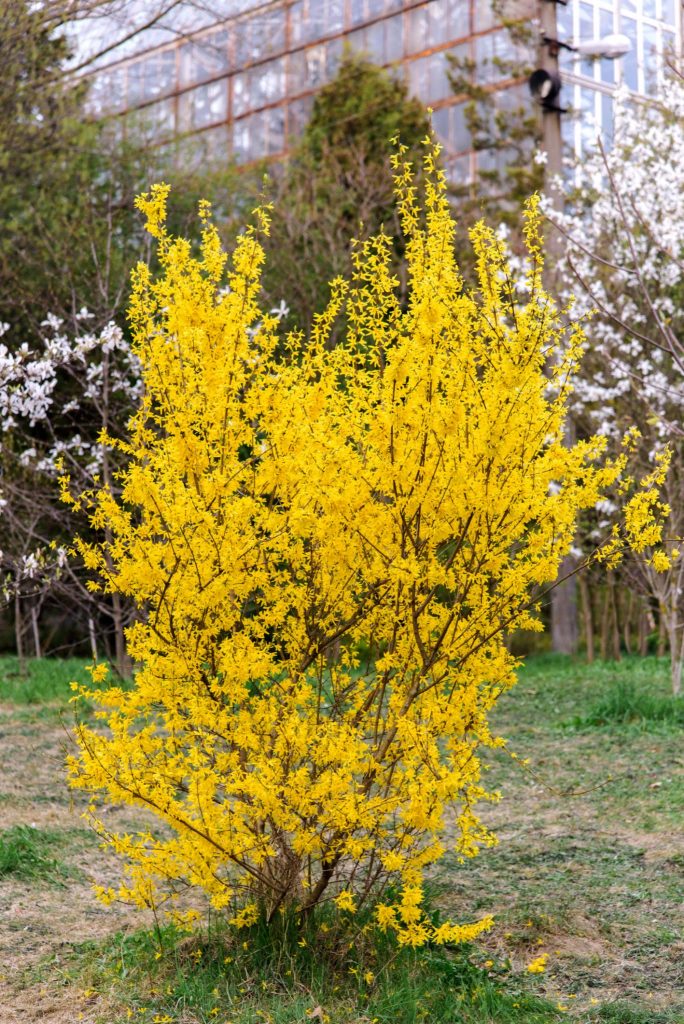 Forsythia