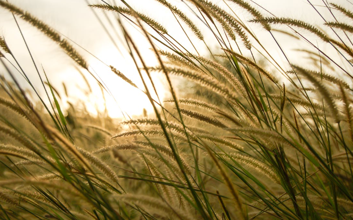 Fountain Grass