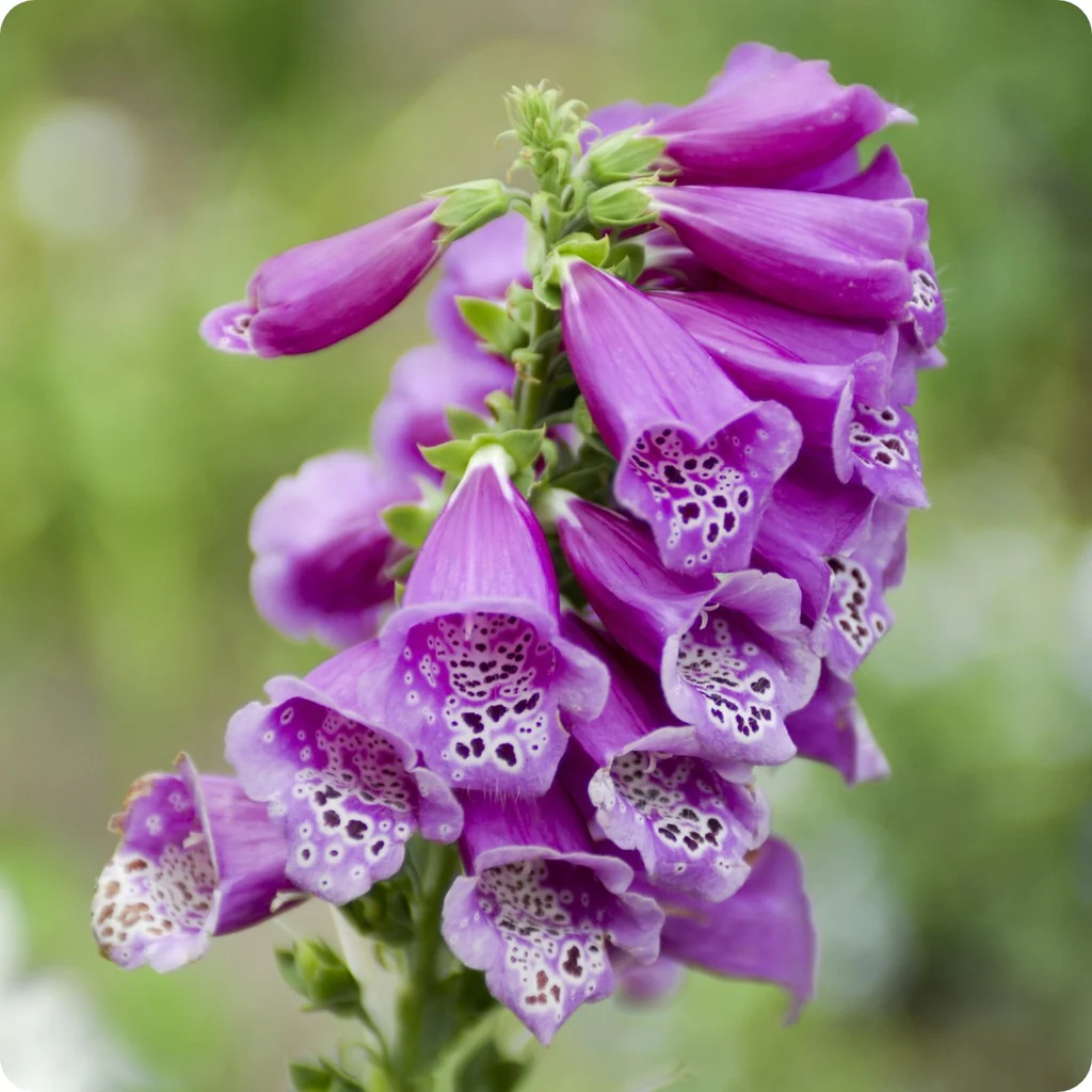 Foxglove