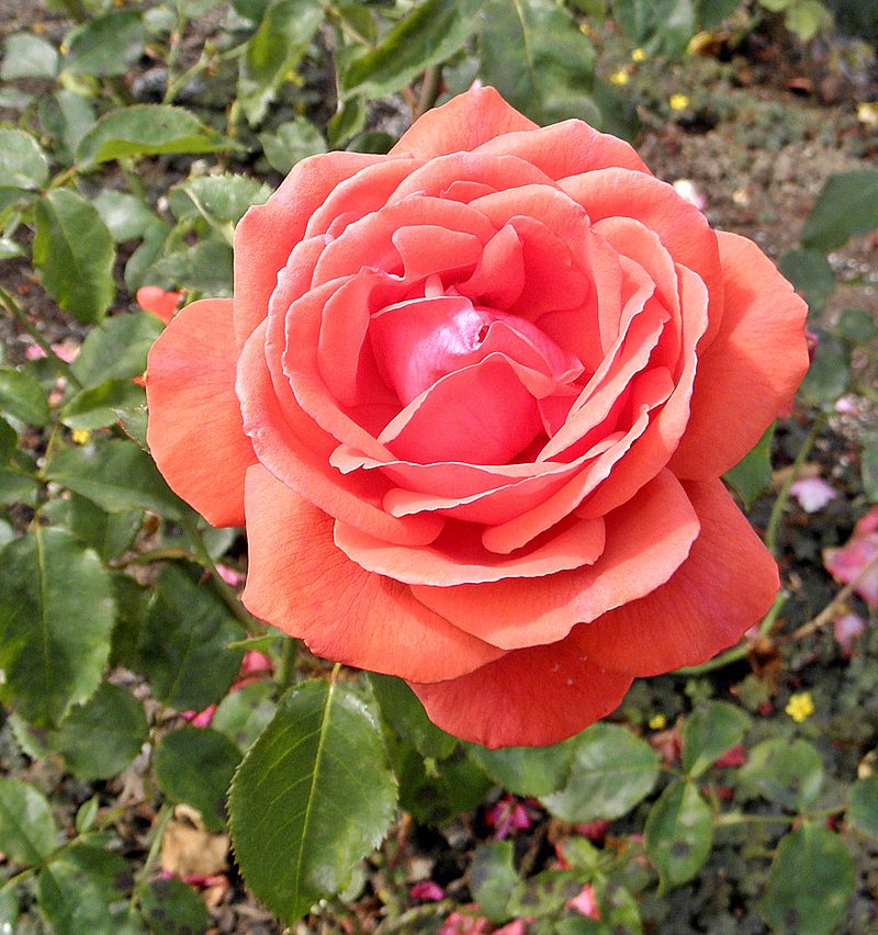 Fragrant Red Cloud