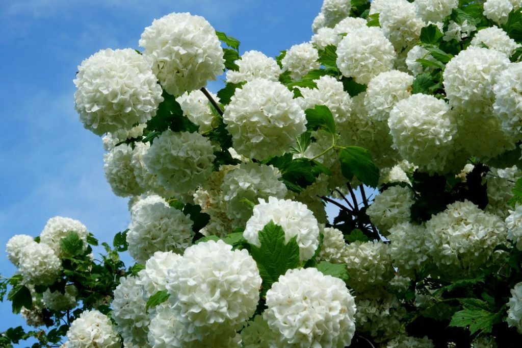 Fragrant Snowball Viburnum