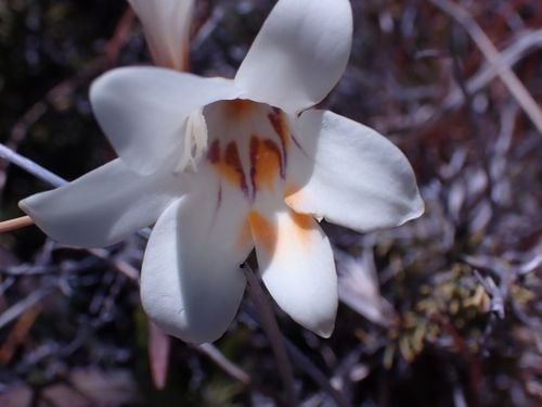 Freesia Andersoniae L.Bolus