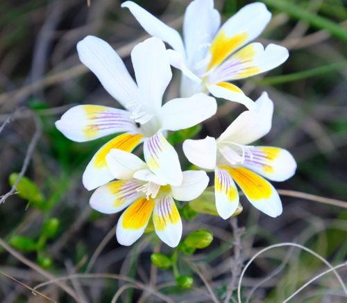 Freesia Caryophyllene (burm.F.)